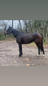 Mare english thoroughbred for sale 2018 bay