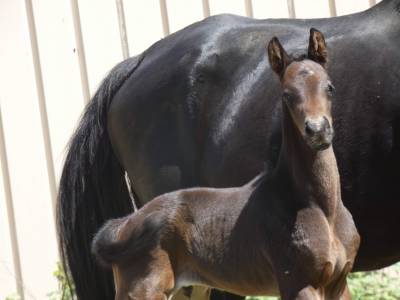 Exceptionnel mâle kwpn (toto gold x ferro)