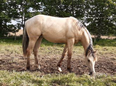 Pouliche quarter horse 1 an dunskin