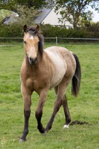 Hongre quarter horse 2 ans