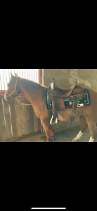 Ruin quarter horse te koop 2018 bruinroan