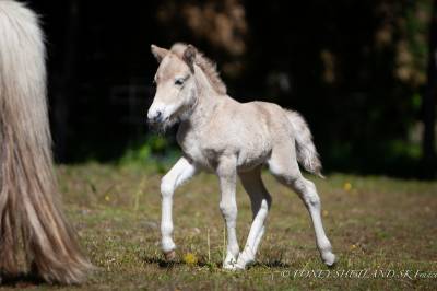 Colt Shetland Pony For sale 2024 Chesnut