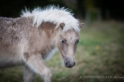 Veulen (ml) Shetland Te koop 2024 Vos