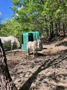 Pensione cavalli e asini in gestione naturale
