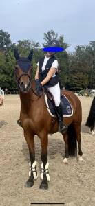 Mare Other Pony Breed For sale 2014 Bay