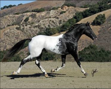 Poulain barock pinto leopard (frison x appaloosa) 