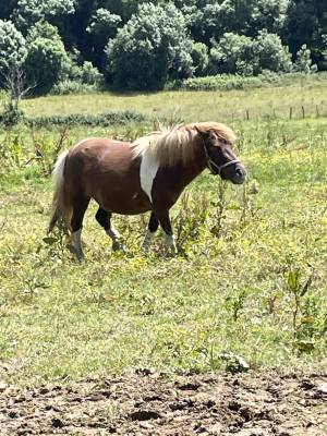 Mare shetland pony for sale 2019 bay