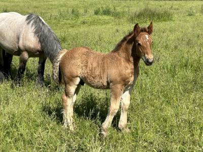 Poulain de trait ardennais