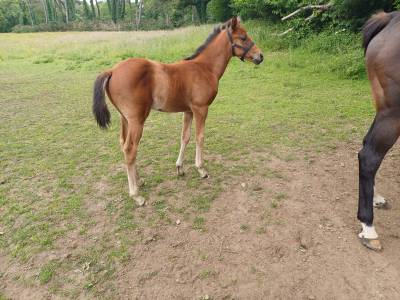 Magnifique foal