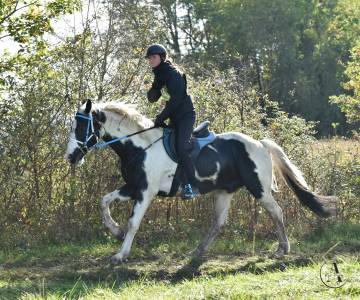 Hozorio de conros : etalon agréé barock pinto disponible pour saillie