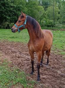 Pouliche yearling 15 mois welsh part bred