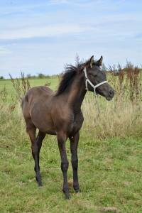 Pouliche psa noire homozygote, rubican 2024