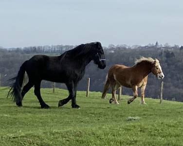2 chevaux à céder