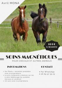 Soins magnétiques pour votre cheval