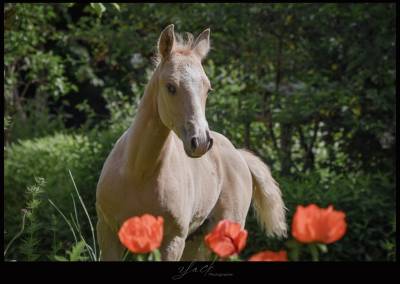 Poulain palomino