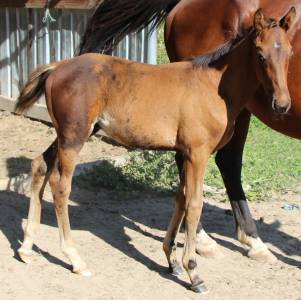 Poulain sfo( papillon x barbarian x urleven pironniere)