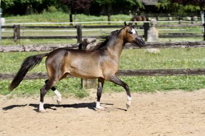 Stallion other pony breed for sale 2022 dark bay