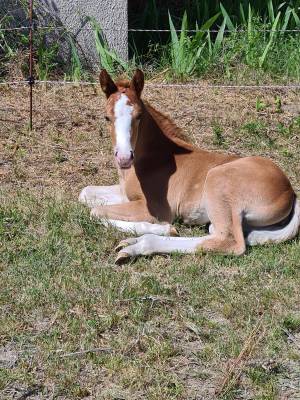 Pouliche paint horses