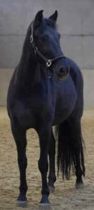 Magnifique jeune cheval noir