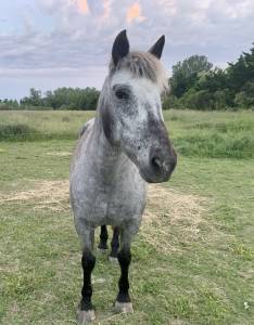 Jument appaloosa pour balade 