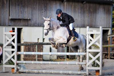 Cheval de sport hongre gris de 16 ans 