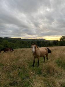 Quarter horse hongre isabelle 15 ans