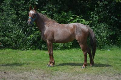 Mare no origin recorded for sale 2017 other color