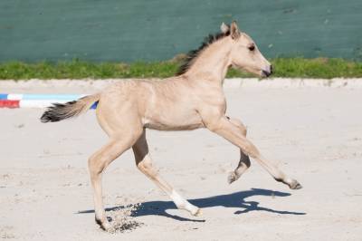 Foal welsh part-bred d