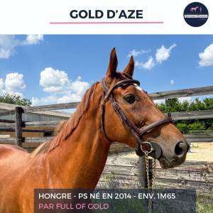 Magnifique hongre ps alezan - gold d'aze - 10 ans 