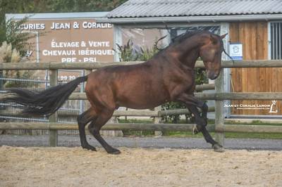 Pure race espagnole  hongre pp 6 a 1m67