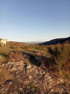 Pension pré pour chevaux, poneys, 30min sud clermont-fd