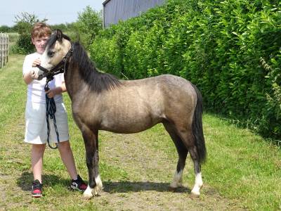 Puledro welsh poney (sezione a) in vendita 2023 isabella