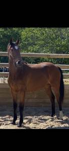 Mare hanoverian for sale 2021 bay