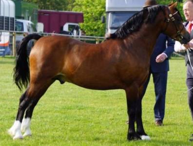 Top welsh c stallion forsale or swap 