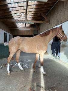 Jument de dressage 4 ans