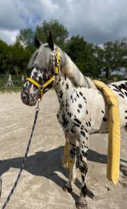 Cheval de 3 ans oncs léopard 