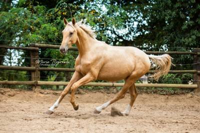 Liquid gold gf - rare étalon oldenburg palomino doré