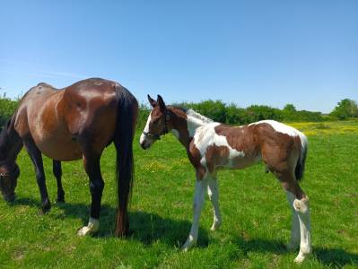 Broodmare other horse breed for sale 2007 bay