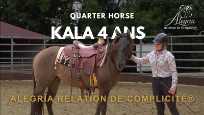 Kala - quarter horse grulo