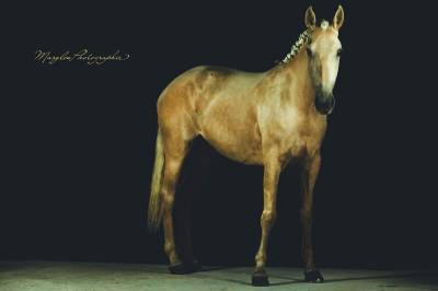 Yegua quarter horse en venta 2021 palomino