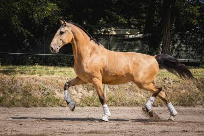 à vendre magnifique hongre par riopele 