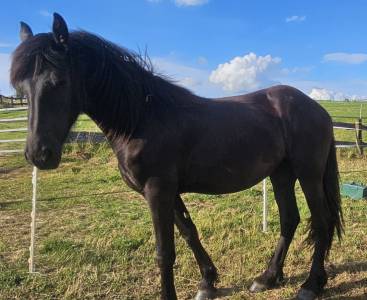 Filly friesian for sale 2022 black