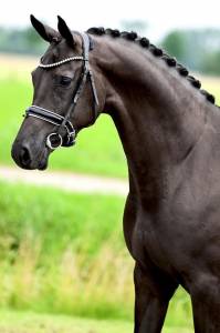 Yegua kwpn caballo de deporte neerlandés en venta 2017 negro por morricone