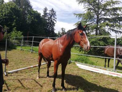 Caballo castrado silla francés en venta 2021 bayo por ready boy des forets