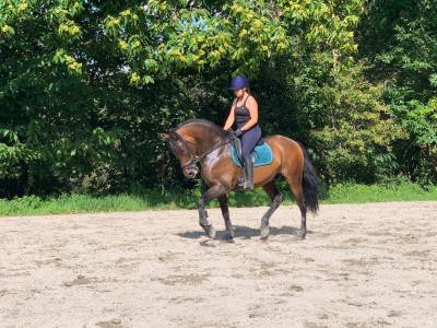 Cheval espagnol demi-pension à quimper