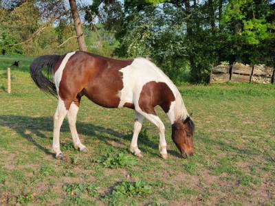 Caballo castrado quarter horse en venta 2017 tobiano