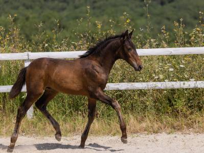 Superbe poulain sf bai brun origines dressage