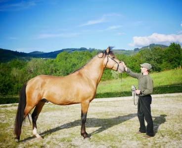 Intero lusitano in vendita 2020 isabella ,  tenor de la combe