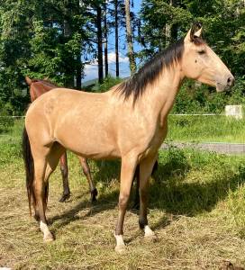 Cavalla lusitano in vendita 2020 isabella ,  tenor de la combe