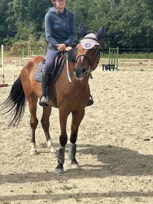 Cheval de concours idéal jeune cavalier 